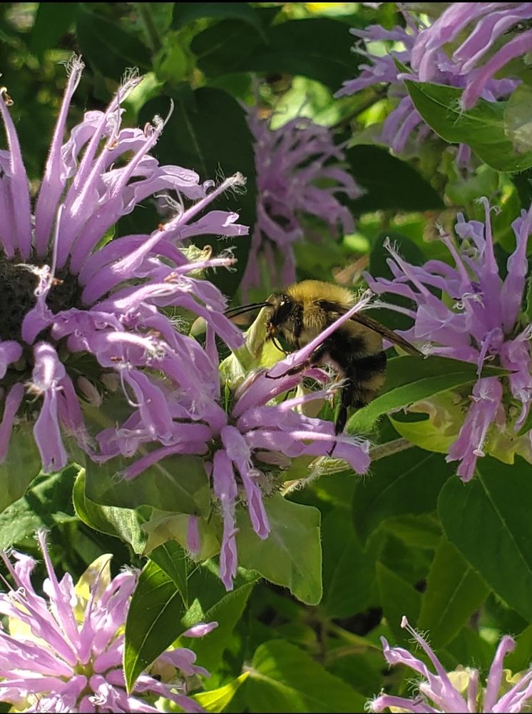 A medium-sized mostly yellow bumblebee drinks from a wild bergomot.
