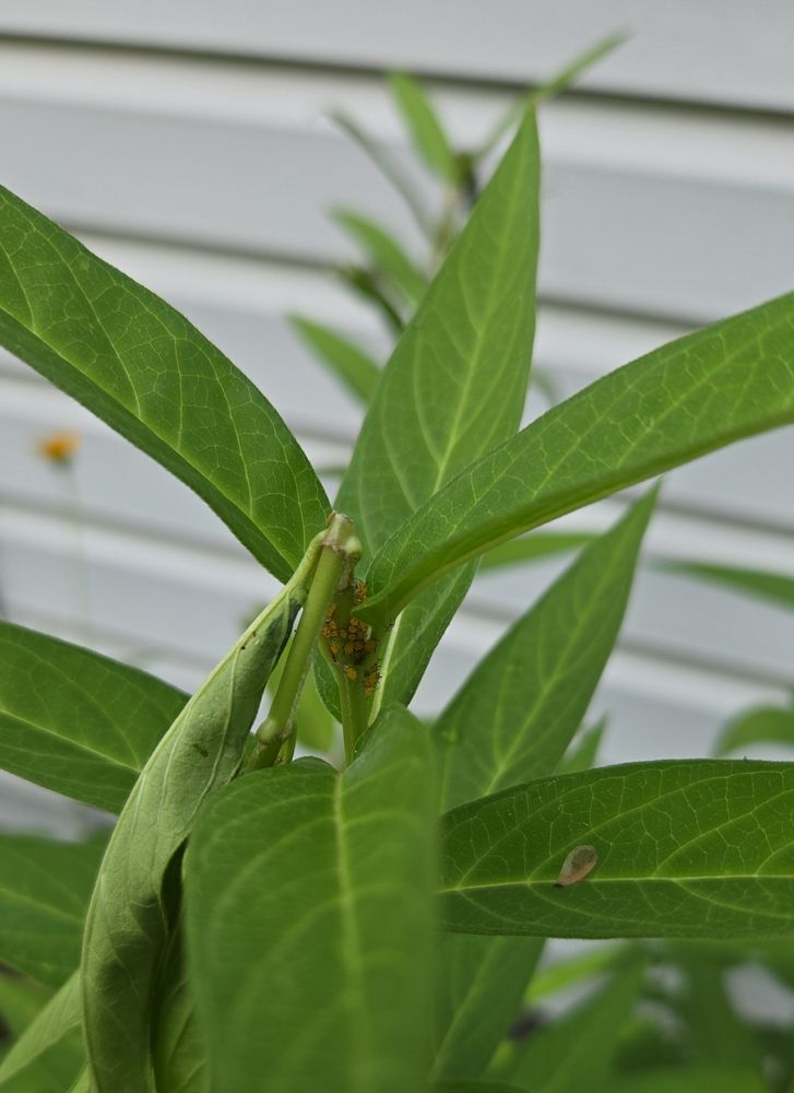Monarch eggs covering butterfly weed stem