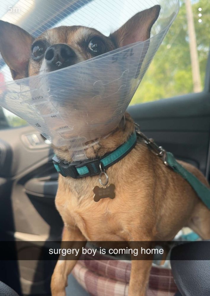 Chihuahua with Elizabethian cone. Text on photo says "surgery boy is coming home"