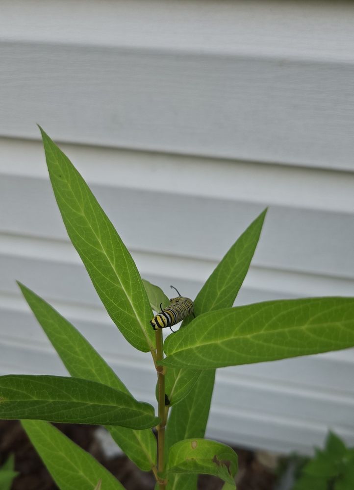Photo of monarch caterpillar on butterfly weed
