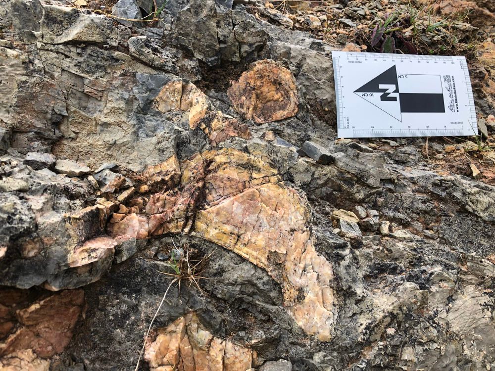 A field photograph of a heavily fractured Cambrian blue-grey limestone, containing multiple, reasonably large (up to 20cm across) peach-pink silicified stromatolites in cross section. The largest dome, in the centre of the photograph, shows evidence of internal laminae.