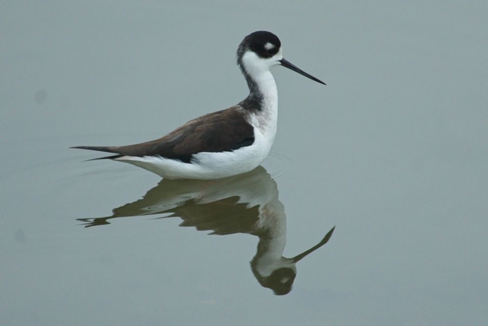 Black winged stilt, and black and white bird with long legs standing in water