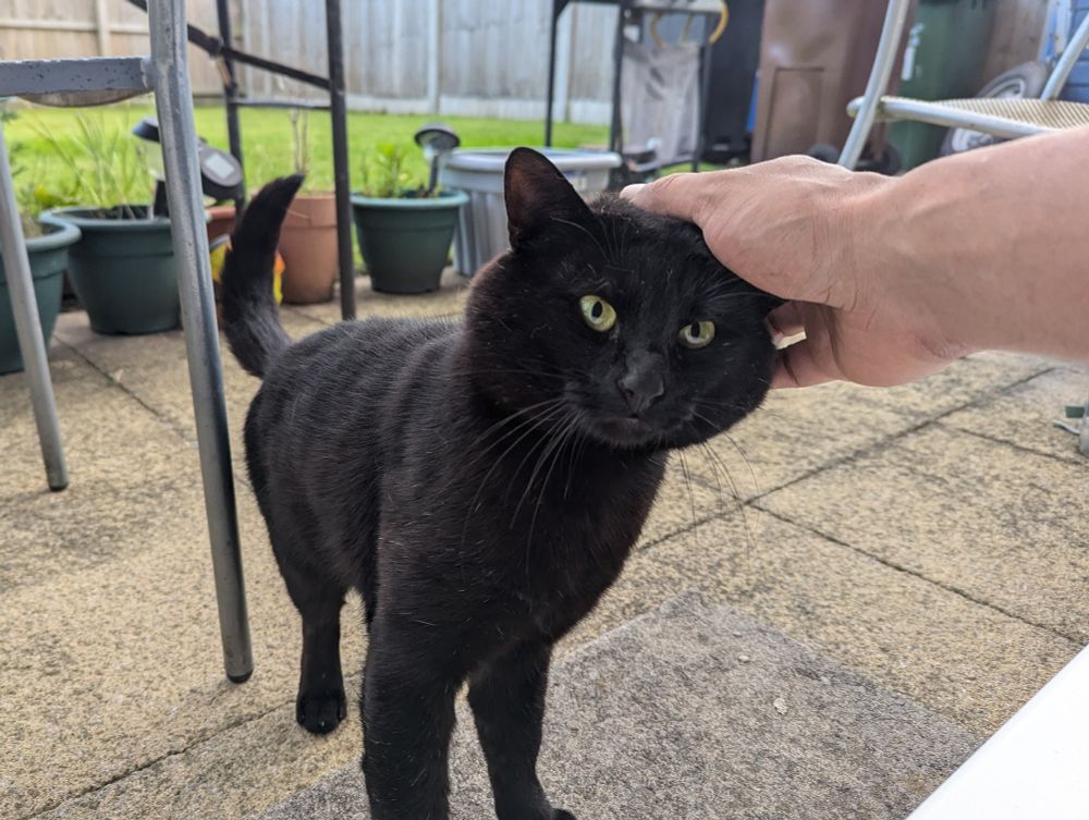 Biscuit the guest cat