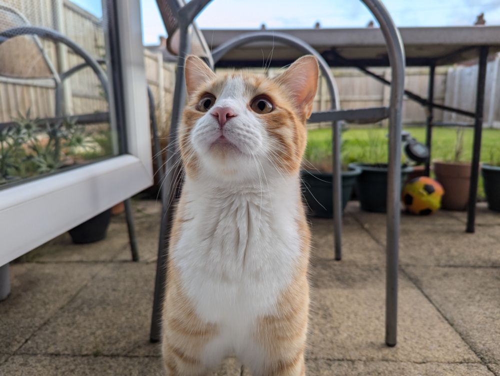 Charles the cat