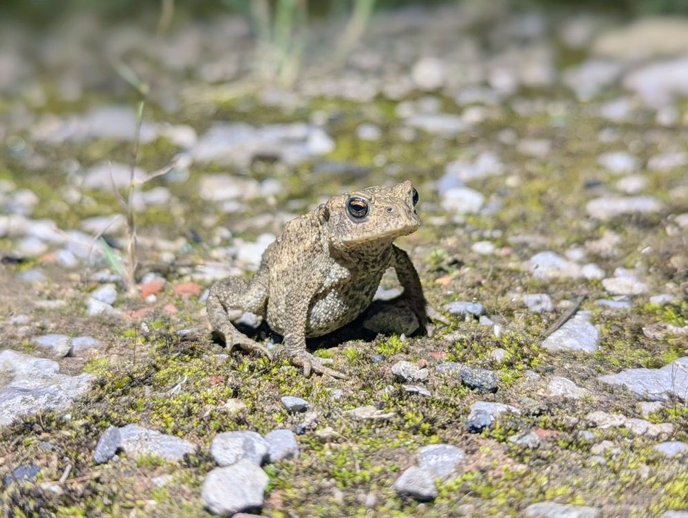 An frog