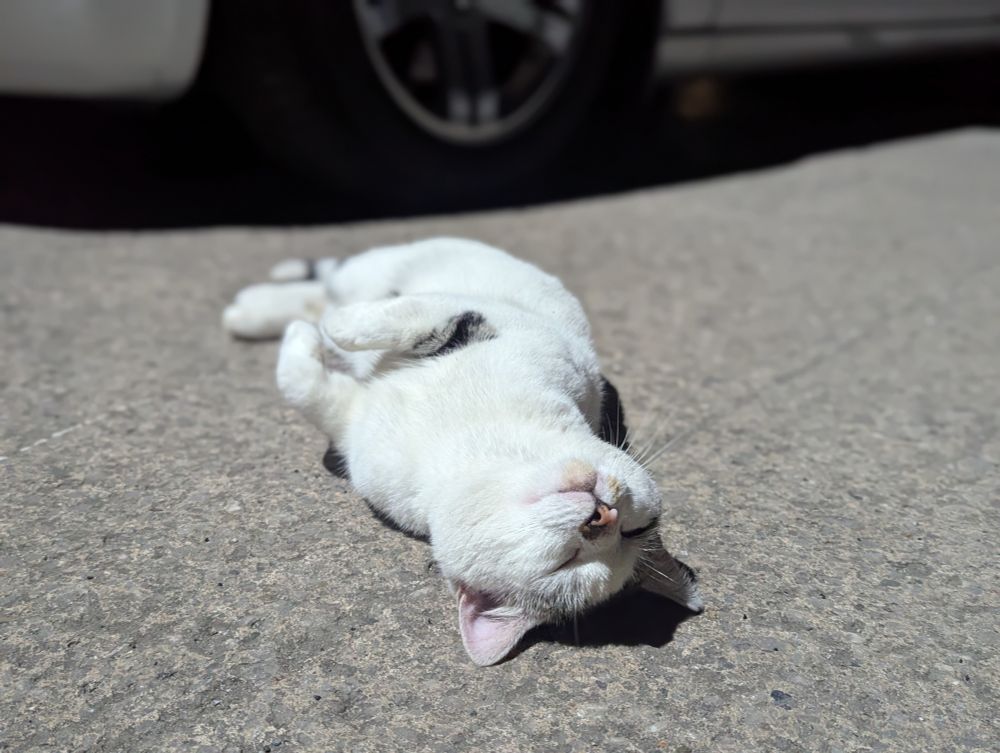 Cara the cat rolling around on the ground