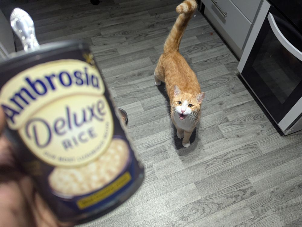 Orange kitty Charlie asks you to share a tin of rice pudding