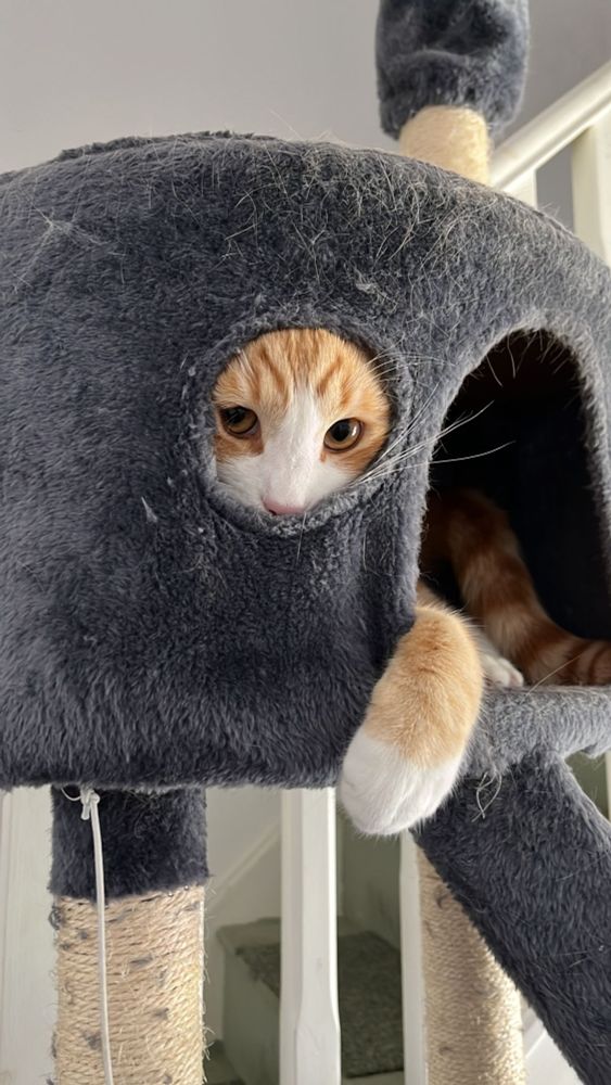 Orange kitty Charlie peeks at you from a hole in the cat tree