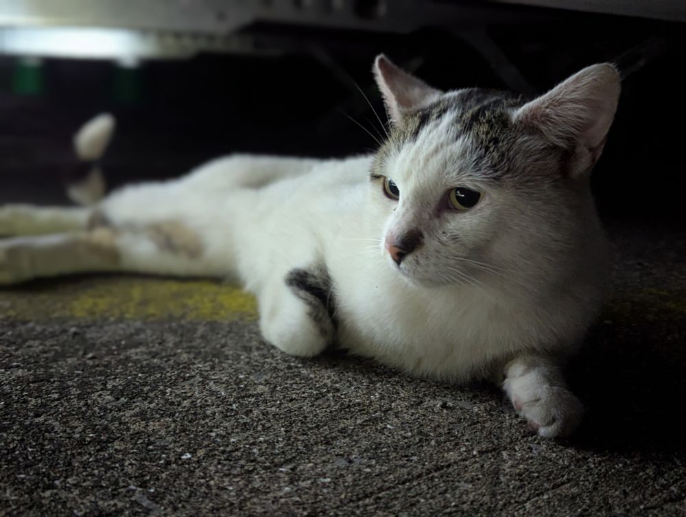 An cat