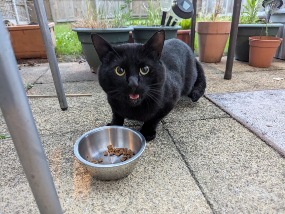 A guest cat named Biscuit sticks out his tongue and looks cute while eating some cat biscuits