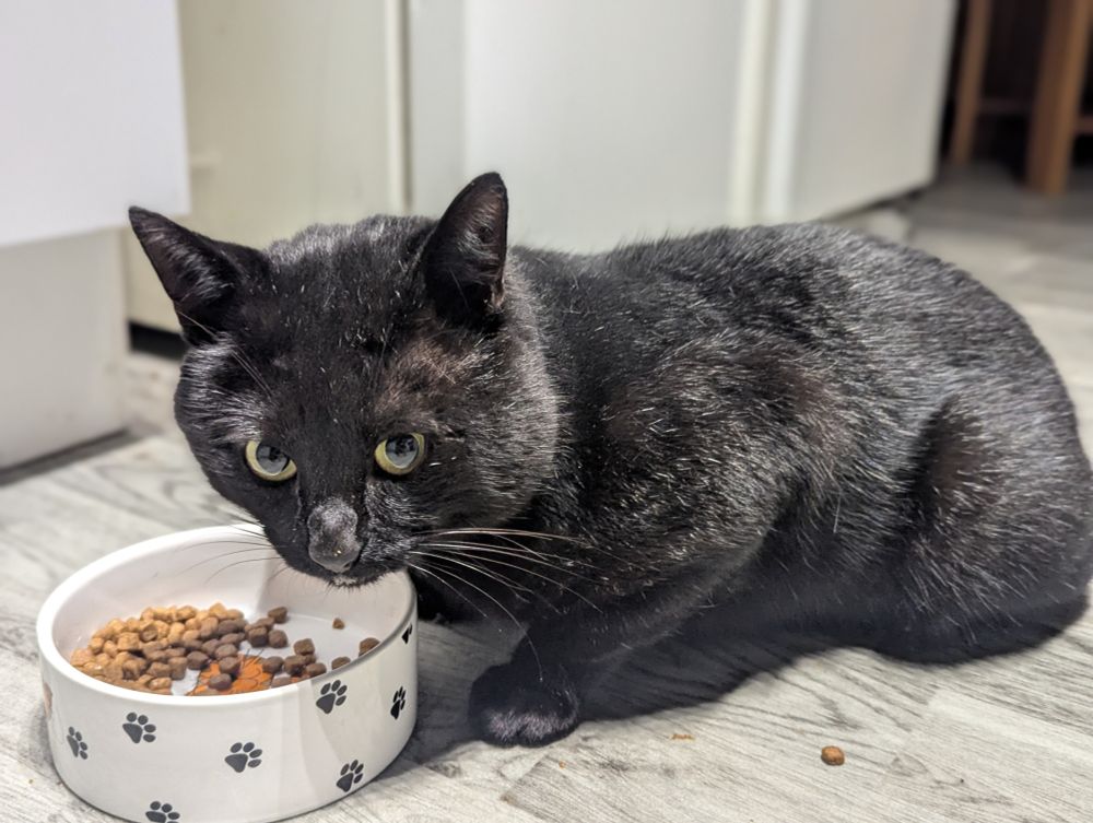 Biscuit eating Charlie's food