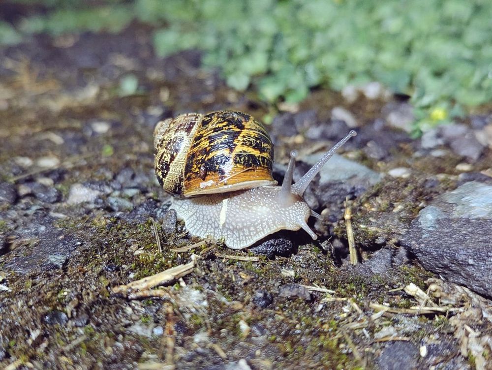 An snail