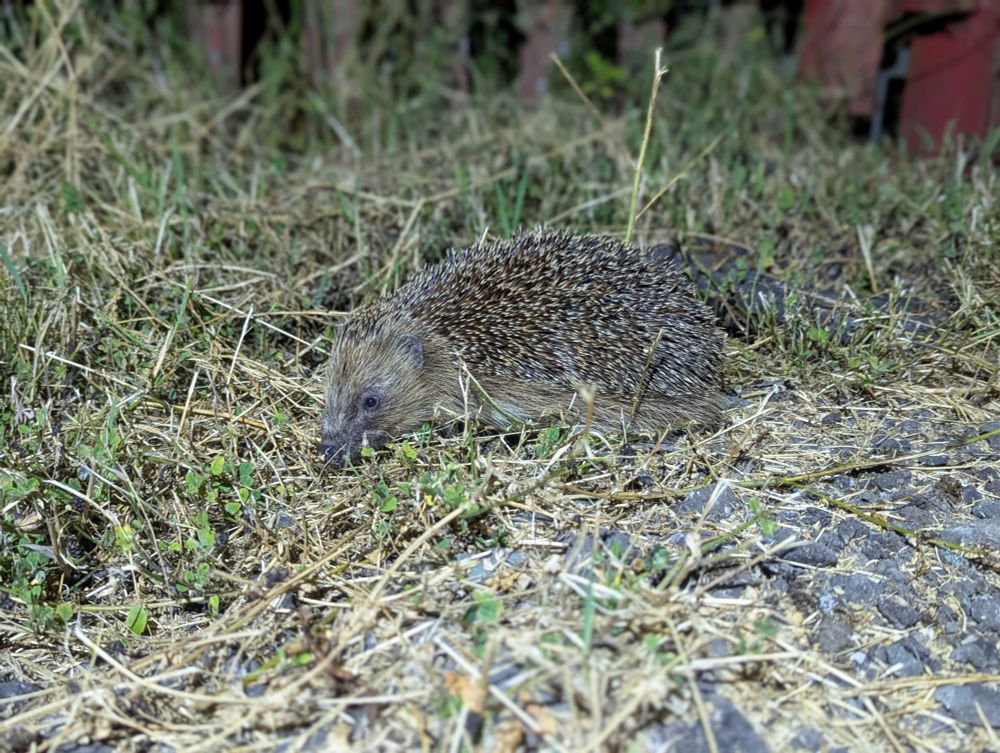 An hedgehog 