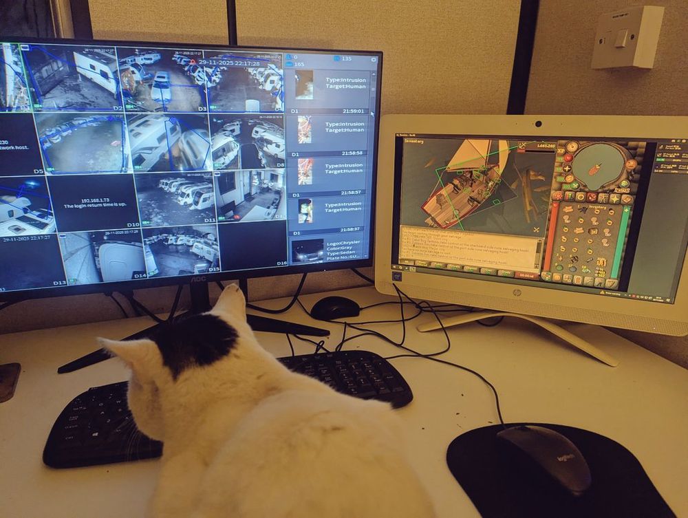 Cara the cat watches the CCTV while Vio plays Old School RuneScape at work