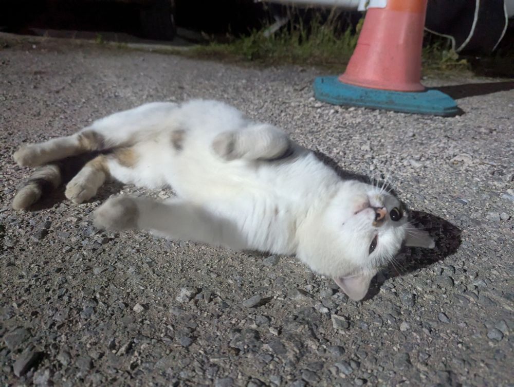 Pretty white stray kitty rolling around on the ground after being offered treats