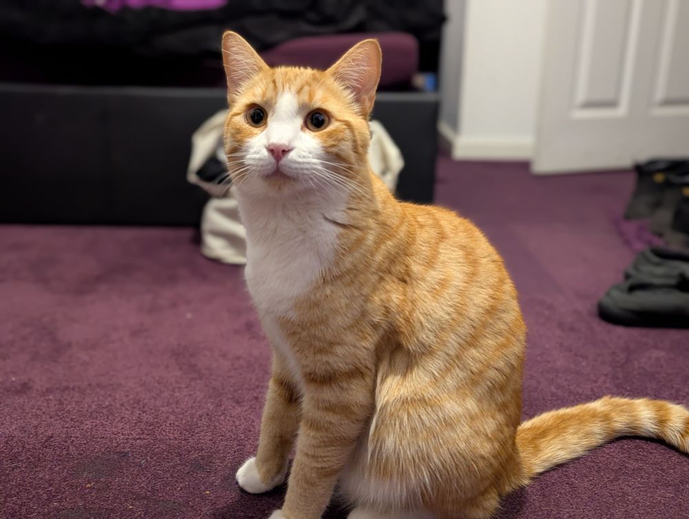 Orange kitty Charlie looking very dapper as usual