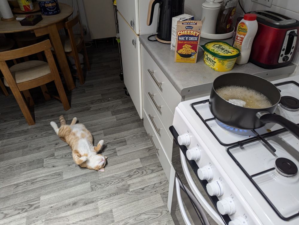 Vio making Mac and cheese at 2am while orange kitty Charlie rolls around on the kitchen floor
