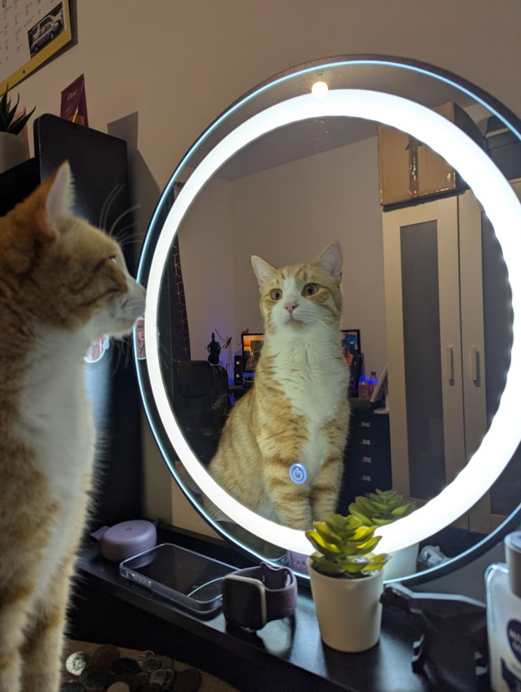 Orange kitty Charlie looks at his reflection in a dressing table mirror. He is very handsome and soft.