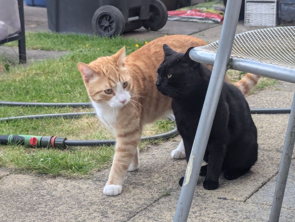 Orange kitty Charlie and black kitty Biscuit are outside and appear to be conversing with each other