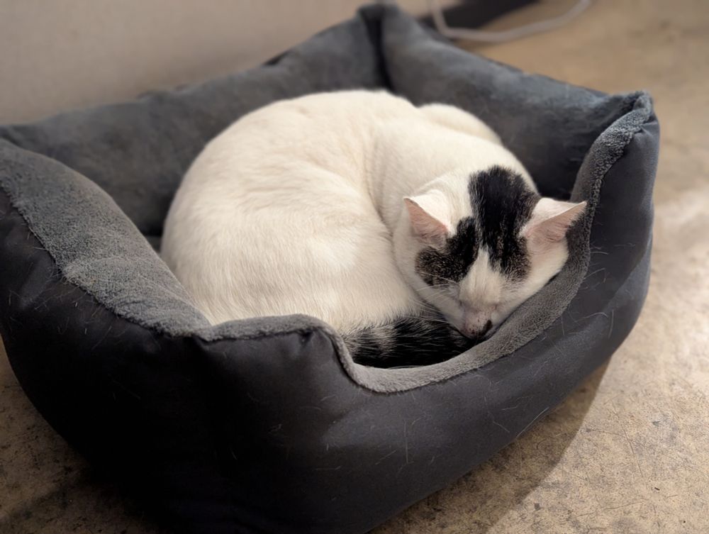Cara the cat snoozing in her bed