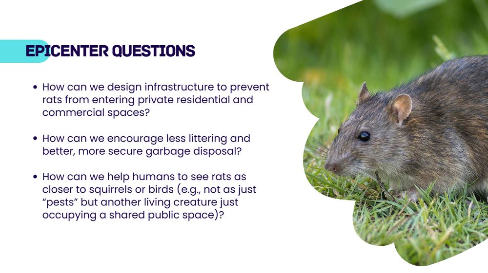 grad school bs about epicenters of conflict and rats