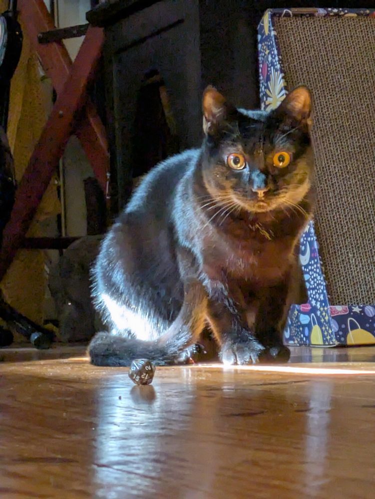 Black Cat with d20 dice 