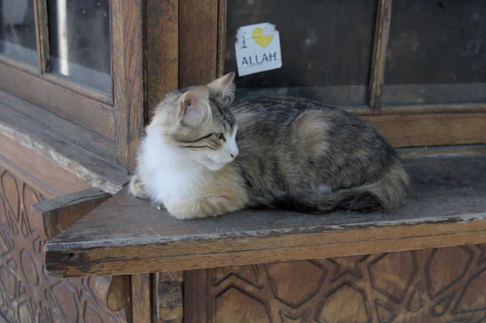 A calico cat lying down on the window sill of a wooden kiosk with its head raised, looking back. Just above the cat, a sticker on the kiosk window reads "I (heart) Allah" with a yellow heart symbol.