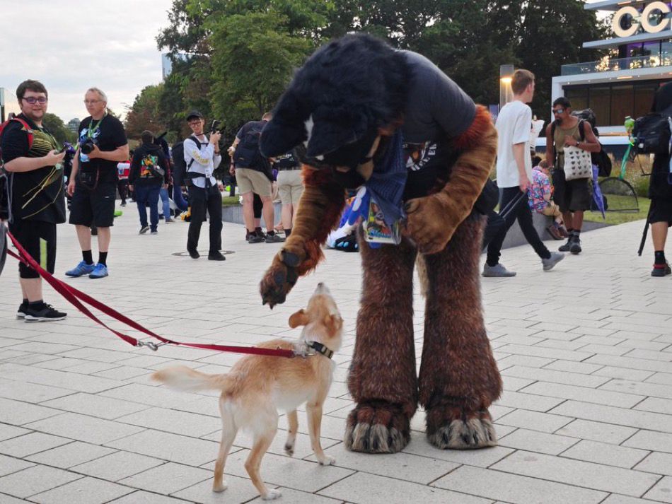 Blue Heeler fursuiter greeting a friendly and curious quaduped dog.
