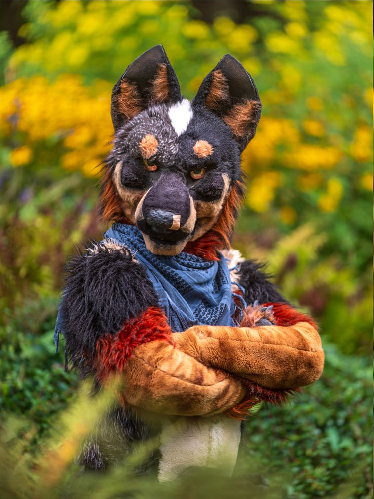 Half-body photo of a Blue Heeler fursuiter with their arms crossed, looking directly the viewer.