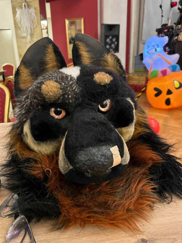 Blouie’s head photographed from the view of his hooman.