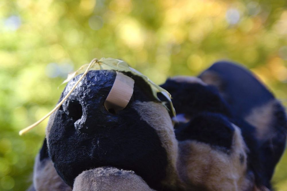 Close up view of a Blue Heeler fursuiter balancing an autumn leaf on his snout, photographed from in front of and below the fursuiter's head.