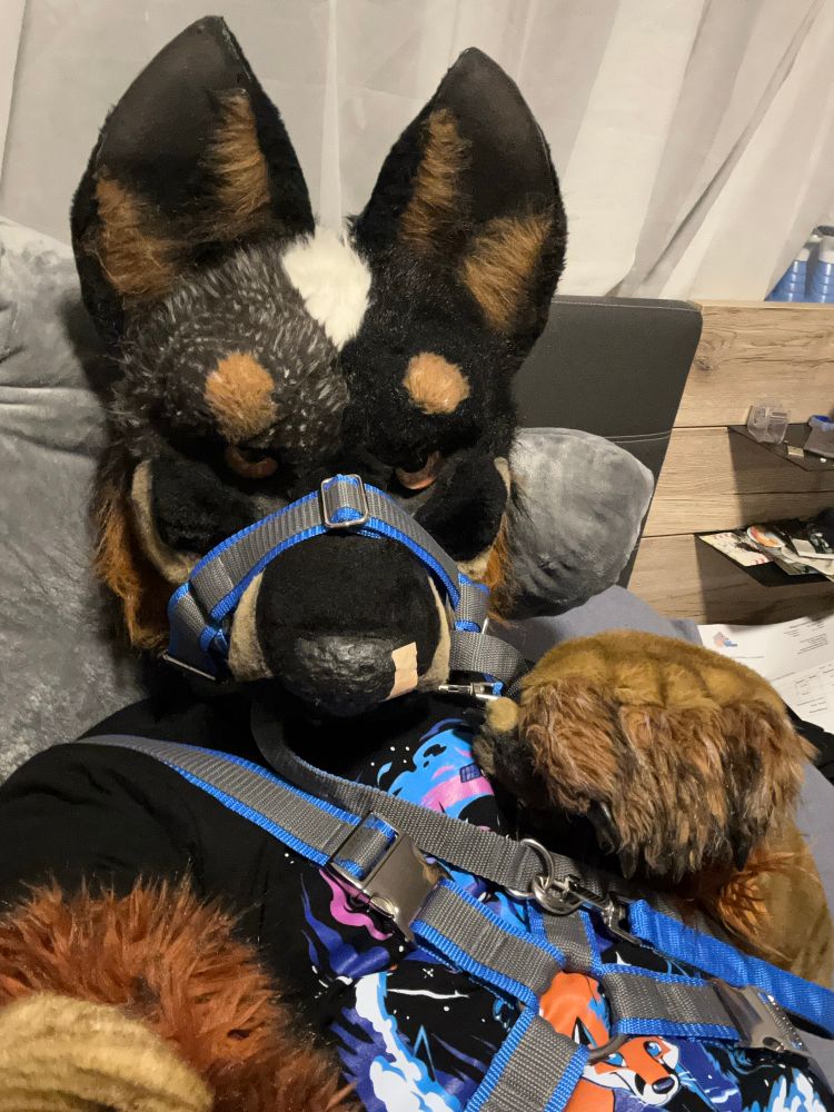 Blue Heeler fursuiter lying on a bed, photographed from Selfie perspective.