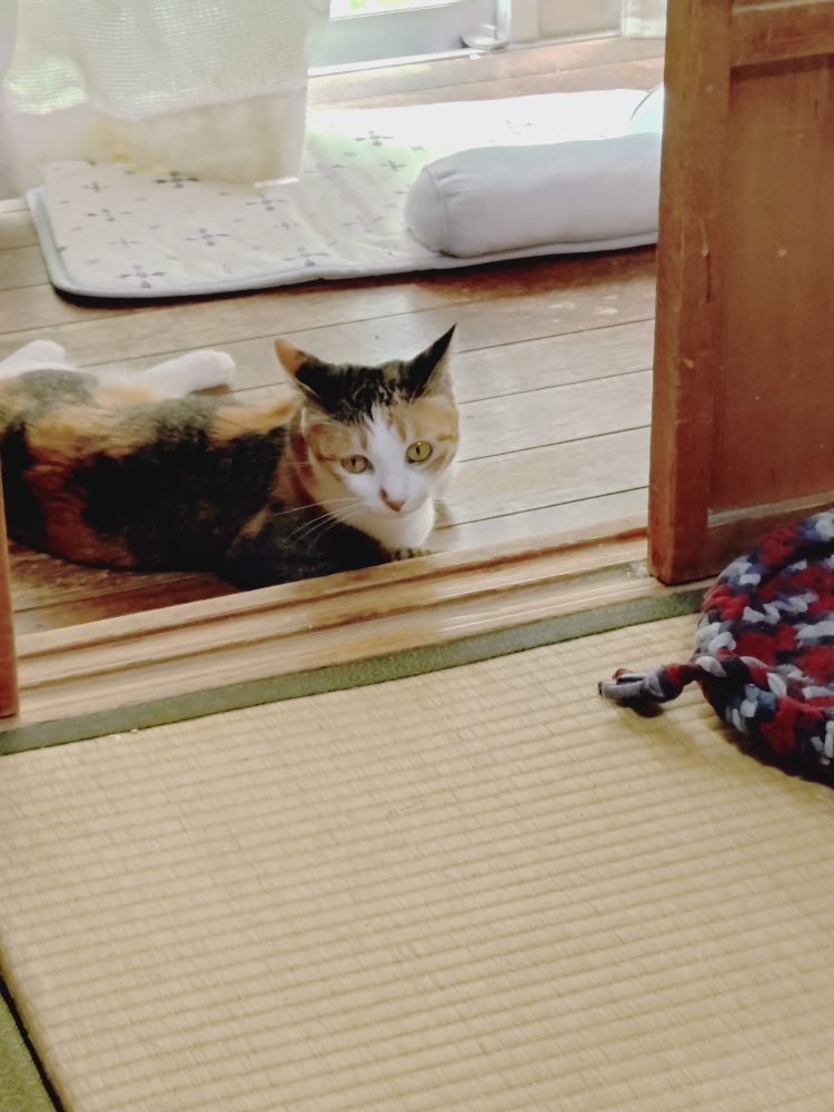 ねこ