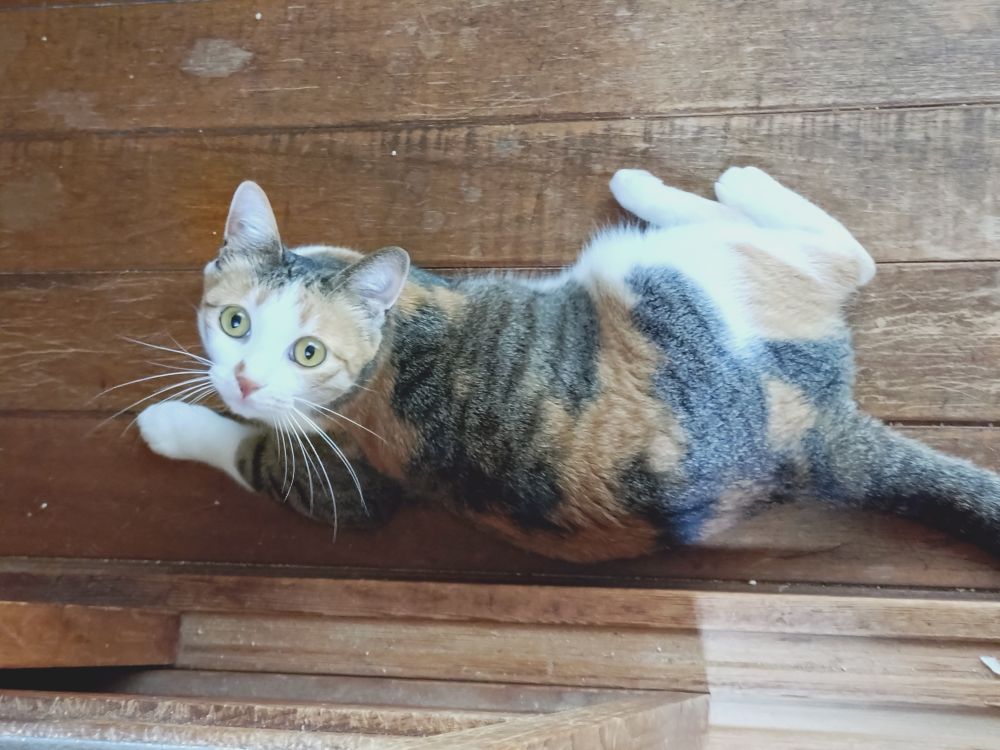 ねこ