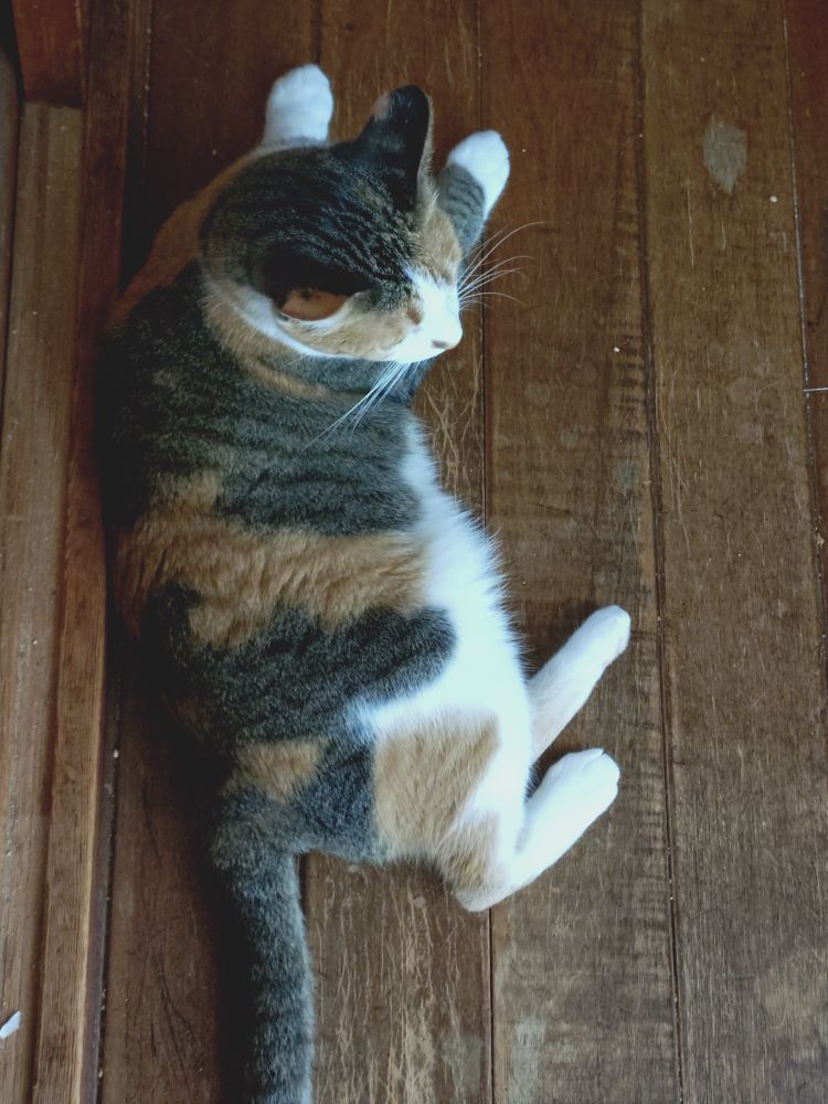 ねこ
