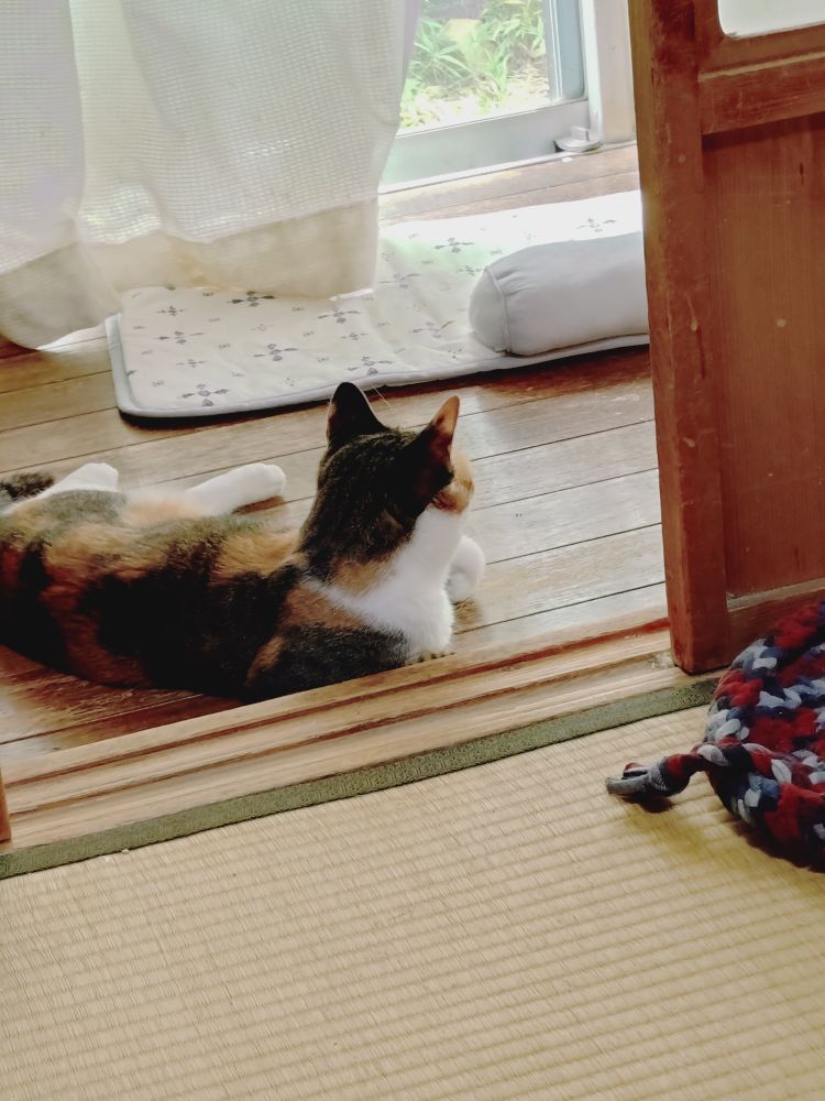 ねこ