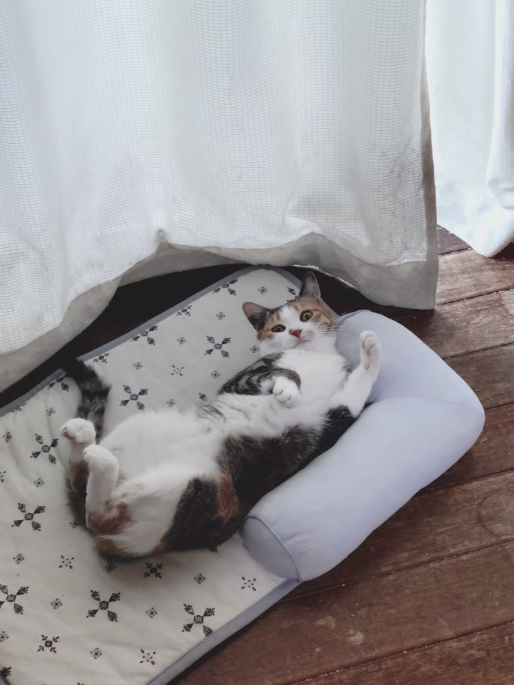 ねこ