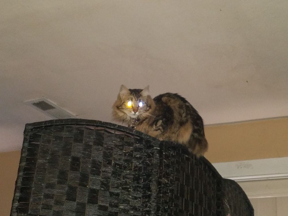 The same photo of a cat as in the quoted tweet, with Mab perched in loaf mode atop the black woven wicker screen divider close to the ceiling, only this time the flash is on so her left eye glows brilliant yellow, the right a baleful reflective blue.