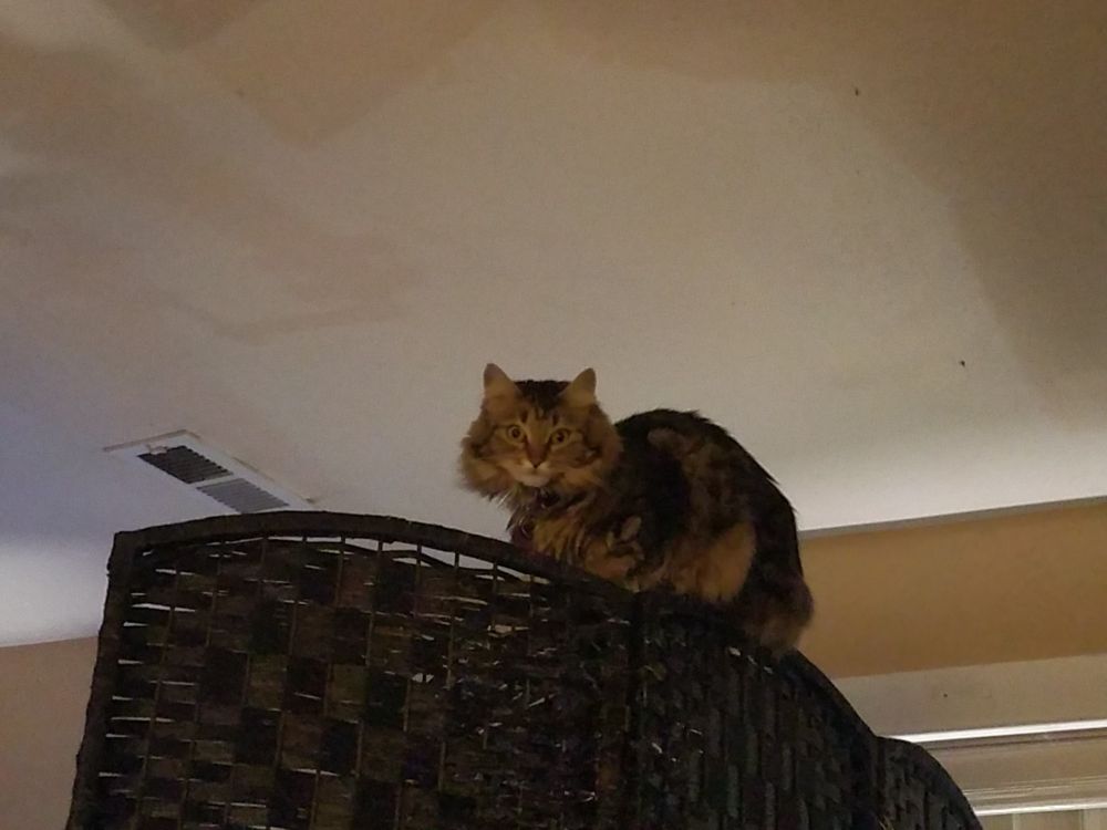 A slightly grainy (because my phone is old and my camera sucks) photo of a brown tabby half Maine Coone cat with a fluffy ruff sitting in loaf mode perfectly balanced atop a woven black wicker screen divider, just inches from the white ceiling. She's looking directly at the camera, calm and unbothered.  In the background are a ceiling vent, a slice of pale yellow wall, and a section of white-painted window frame.