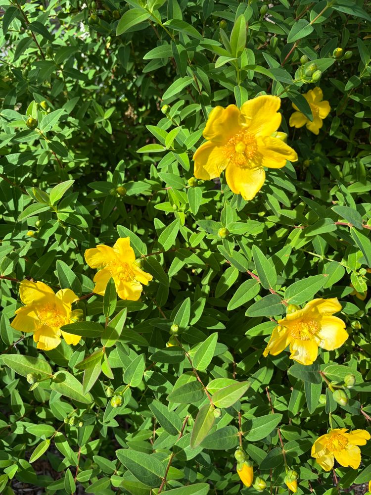 Bright yellow blooming flowers in lush greenery: hypericum, or St. John’s Wort.