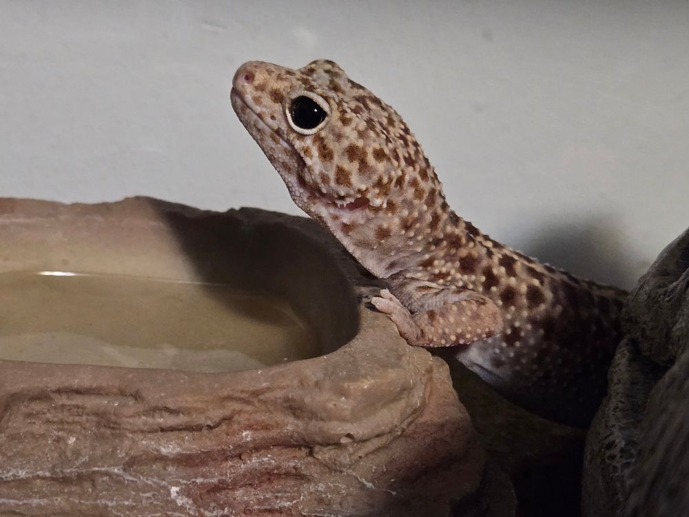 Leopard gecko facing left with her head raised and her torso pressed against the outside of her water dish