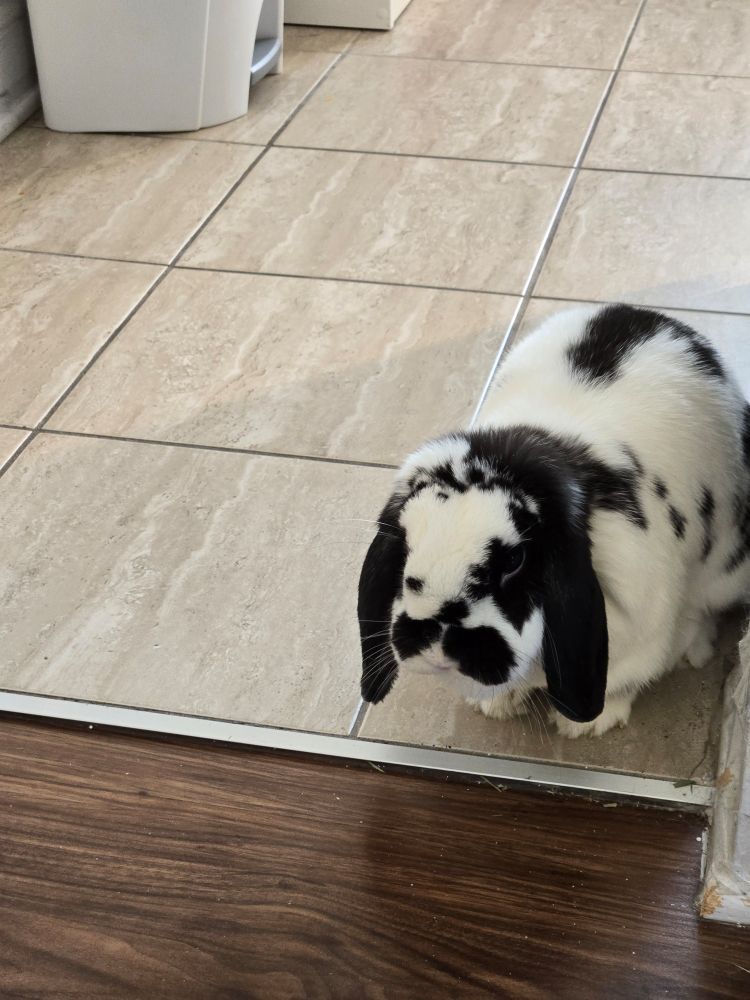 Black and white Holland lop rabbit standing by the threshold of the kitchen
