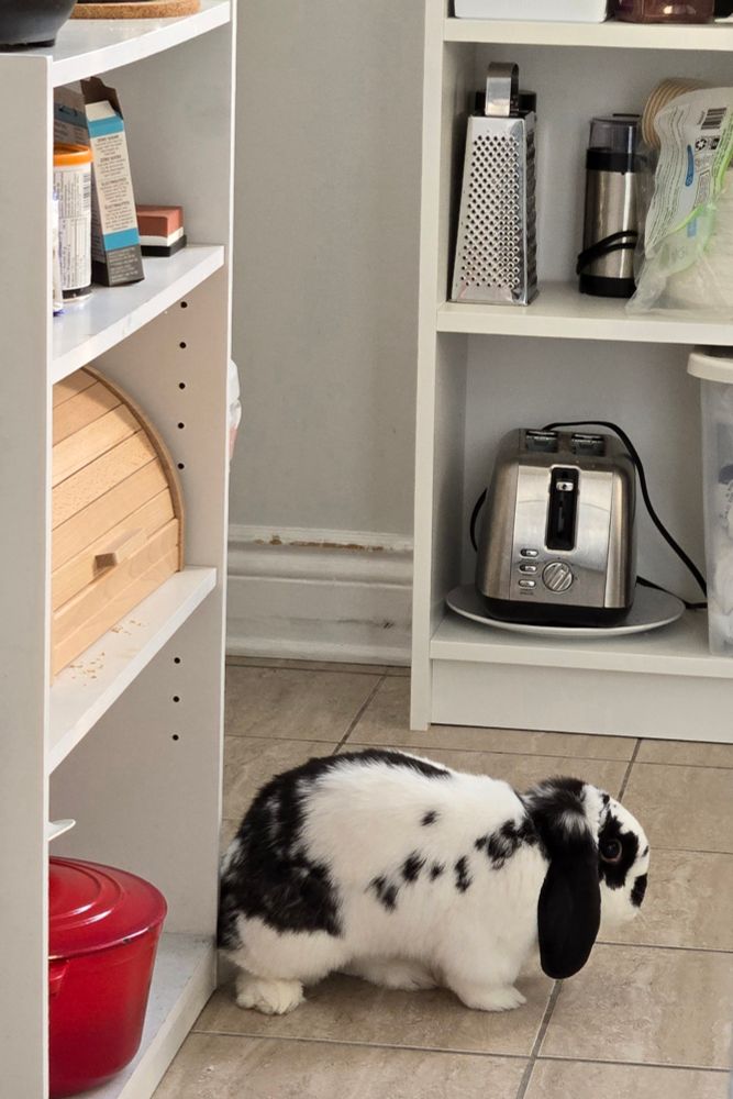 Black and white Holland lop rabbit standing in a kitchen, facing right