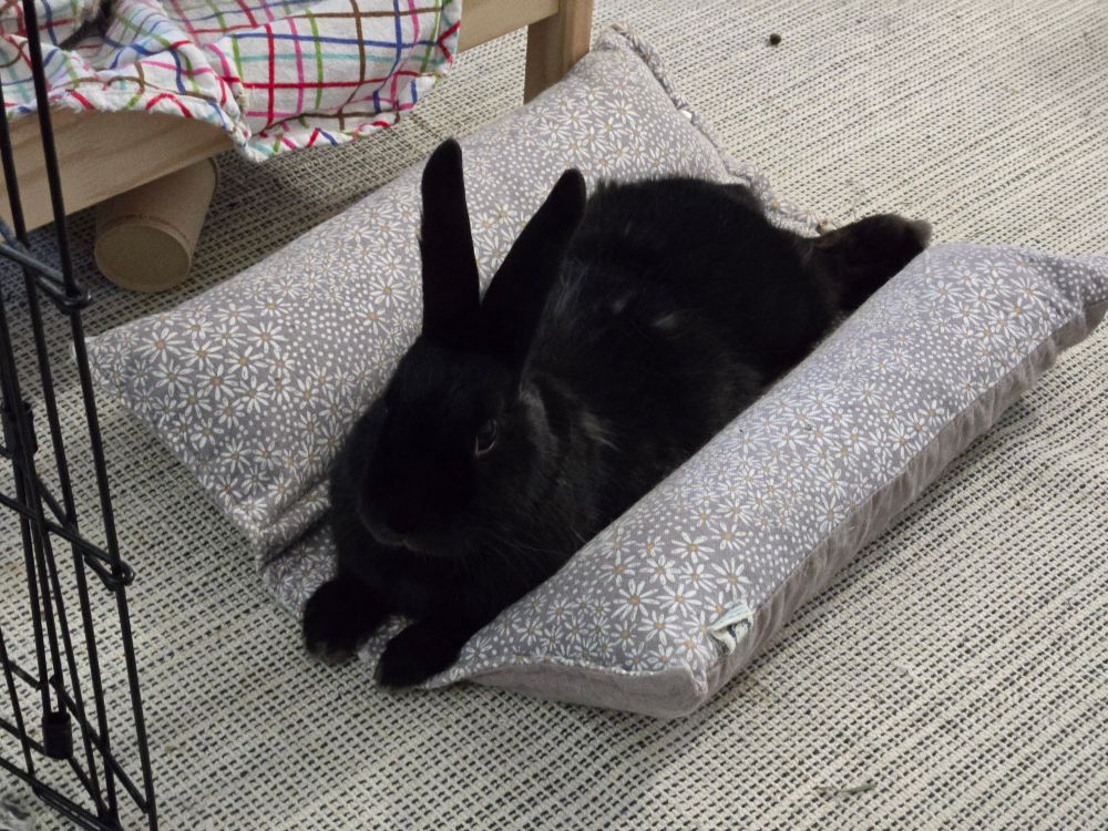 Havana Black rabbit lying in sternal recumbency in a flop bed facing toward the camera with the left side of her body most visible.