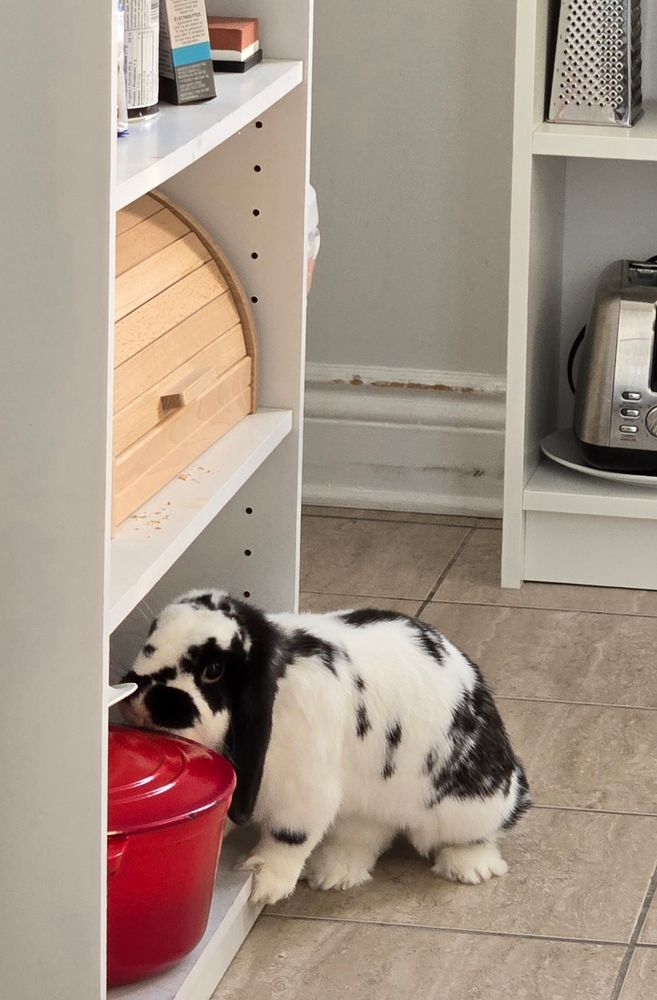 Black and white Holland lop rabbit sniffing a red cast iron pot on the bottom shelf in a kitchen (right), placing his forepaw half on the shelf.