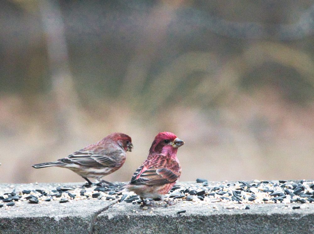 Two small birds with red and brown along with black wing bars. (house and purple finches)