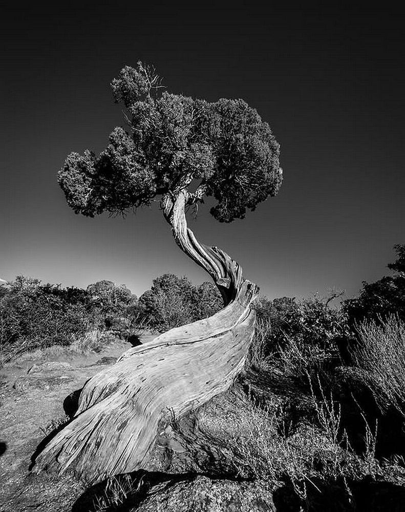Photo en noir et blanc d'un arbre magnifique.