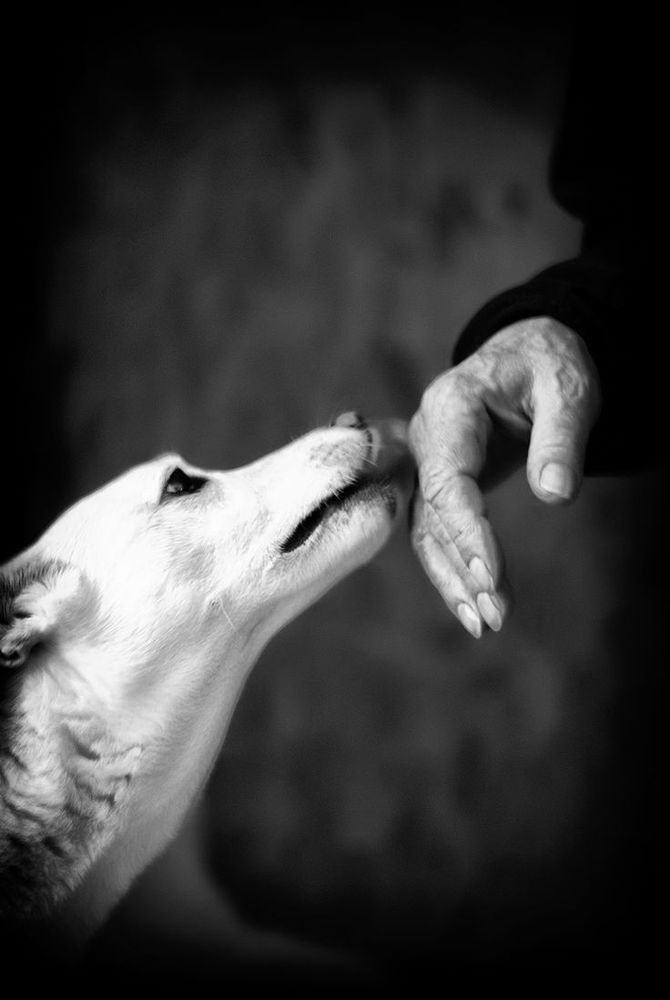 Un chien amoureux de son maître, contact !!