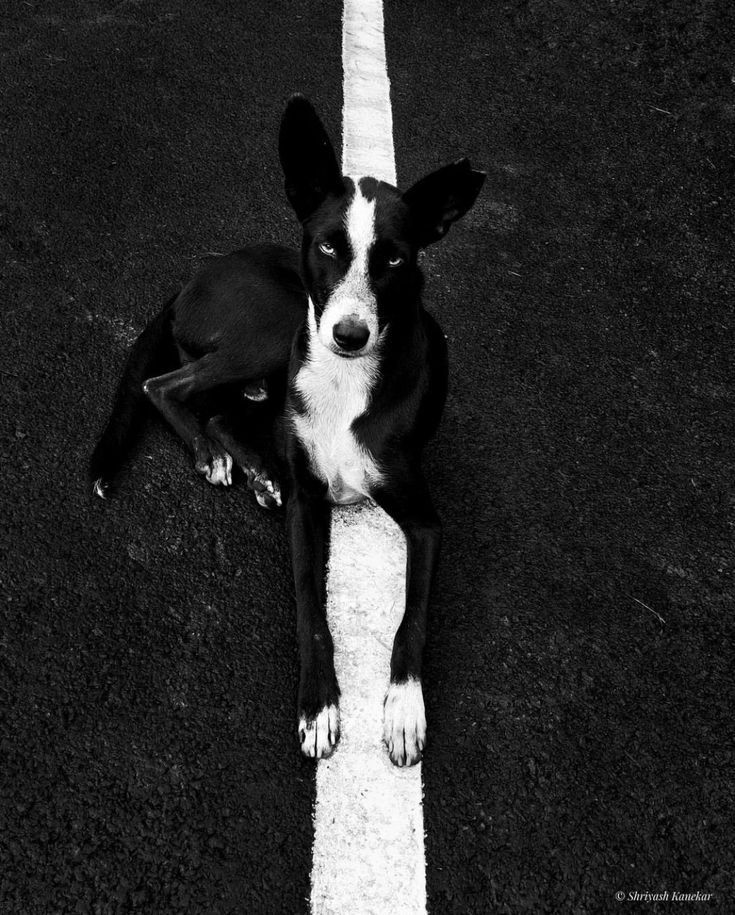 Un chien couché sur une ligne blanche d'une route. 