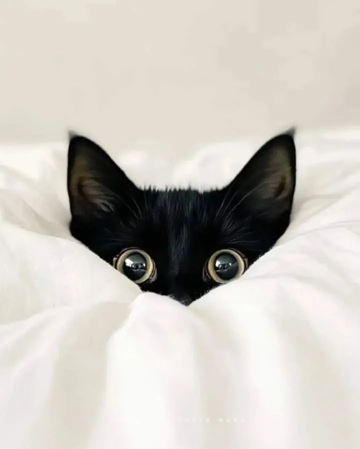 Un chat sous une couette 